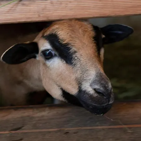 Nawu Apartments & Restaurant 4* Hermagor-Pressegger See