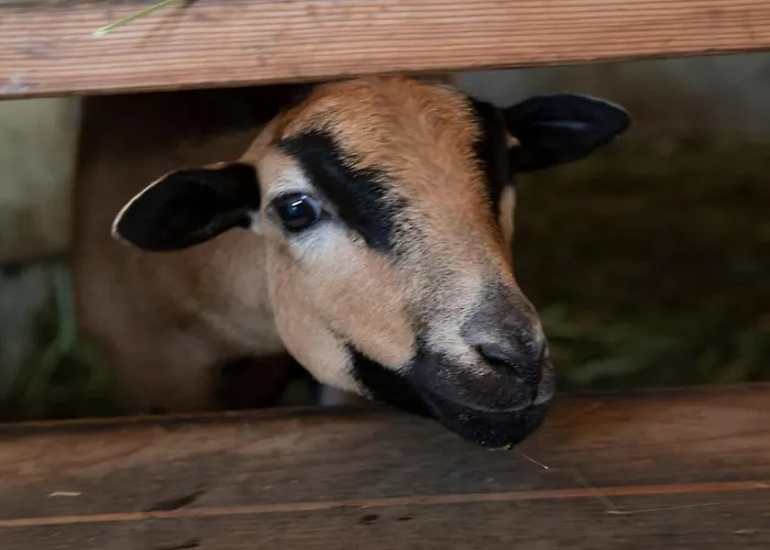 Nawu & Restaurant 4* 黑马戈尔